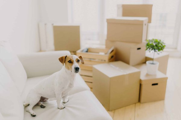 Can You Increase Comfort in Your Vehicle with Advanced Automatic Climate Control Systems?